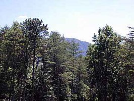 cedar cove cabin rental
